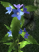 Alkanet