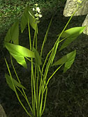 Arrowroot Plant