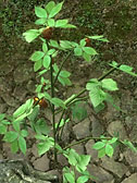 Blackberry Bush