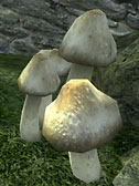 Cairn Bolete