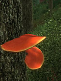 Cinnabar Polypore