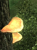 Cinnabar Polypore