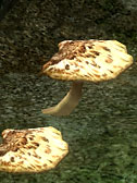 Dryad's Saddle Polypore