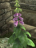 Foxglove