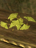 Ginkgo Leaf