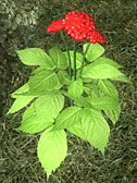 Ginseng Plant