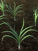 Leek Plant