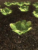 Lettuce Plant