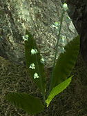 Lily of the Valley