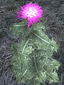 Milk Thistle