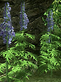 Monkshood