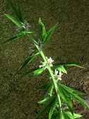 Motherwort