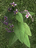 Nightshade Plant