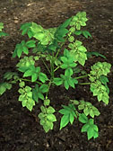 Potato Plant