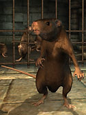 Rat