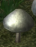 Steel-Blue Entoloma