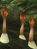 Stinkhorn