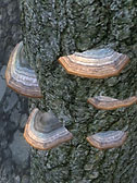 Tinder Polypore