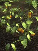 Tomato Plant