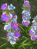 Viper's Bugloss