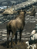 Elk