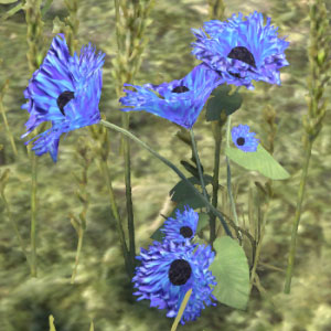 Corn Flower