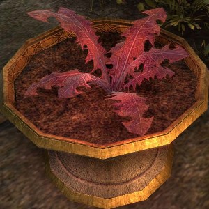 Crimson Nirnroot