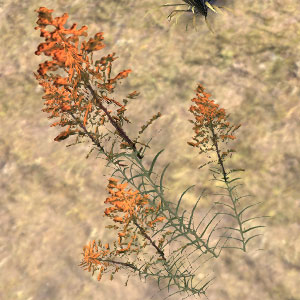Mountain Flower