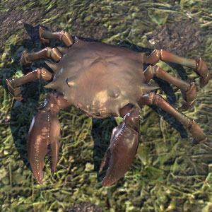 Mudcrab