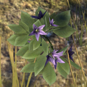 Nightshade