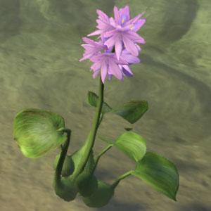 Water Hyacinth